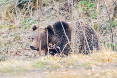 Yabani Kahverengi Ayı (Ursus arctos) . Doğal yaşam alanı