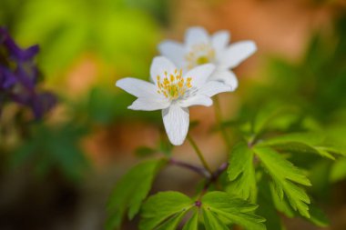 Anemon nemorosa (bahar çiçek) 