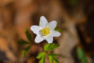 Anemon nemorosa (bahar çiçek) 