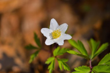 Anemon nemorosa (bahar çiçek) 
