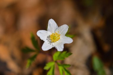Anemon nemorosa (bahar çiçek) 