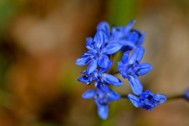 Çiçek açan çuha çiçeği, mavi kar damlası bahar günü 