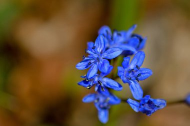Çiçek açan çuha çiçeği, mavi kar damlası bahar günü 