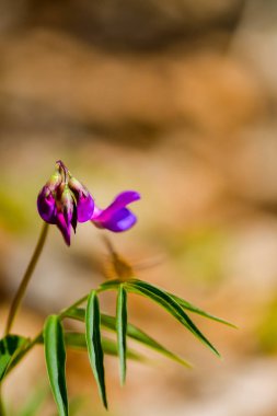 Orman pembe çiçekler arka plan