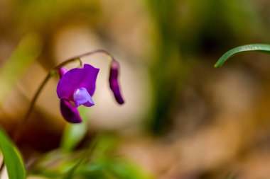Orman pembe çiçekler arka plan