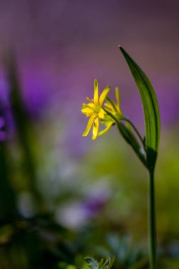 Gagea lutea, sarı baharda çiçek açan Star-of-Bethlehem