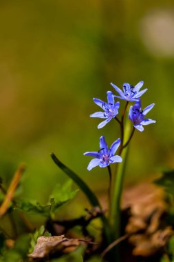 Çiçek açan çuha çiçeği, mavi kar damlası bahar günü 