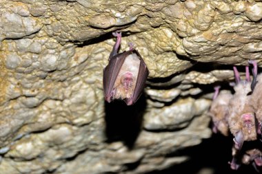 Büyük nalburunlu yarasa (Rhinolophus ferrumequinum)
