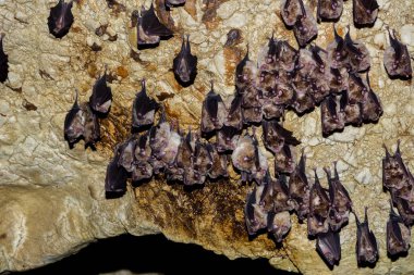 Büyük nalburunlu yarasa (Rhinolophus ferrumequinum)