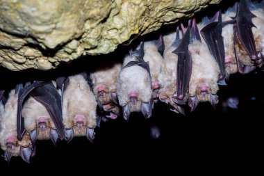 Büyük nalburunlu yarasa (Rhinolophus ferrumequinum)