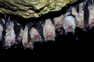 Büyük nalburunlu yarasa (Rhinolophus ferrumequinum)