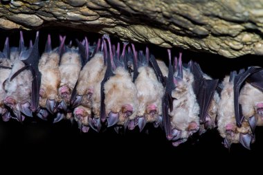 Büyük nalburunlu yarasa (Rhinolophus ferrumequinum)