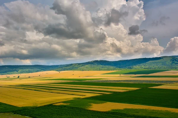 Paysage Avec Des Champs Fleurs Été Dobrogea Roumanie — Photo