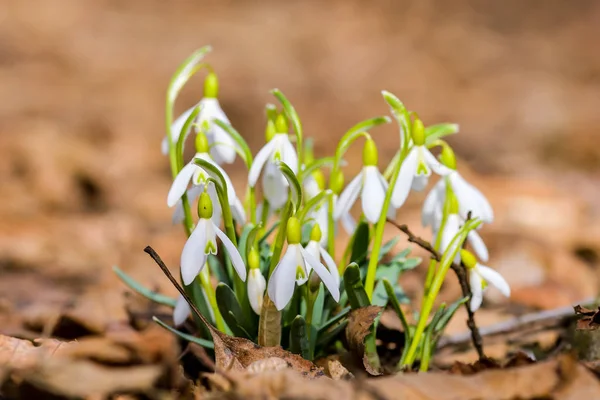 Snowdrop spring flowers. Delicate Snowdrop flower is one of the spring symbols telling us winter is leaving and we have warmer times ahead. Fresh green well complementing the white Snowdrop blossoms.