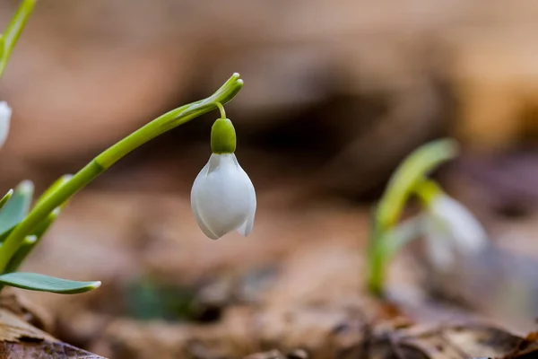 Snowdrop spring flowers. Delicate Snowdrop flower is one of the spring symbols telling us winter is leaving and we have warmer times ahead. Fresh green well complementing the white Snowdrop blossoms.