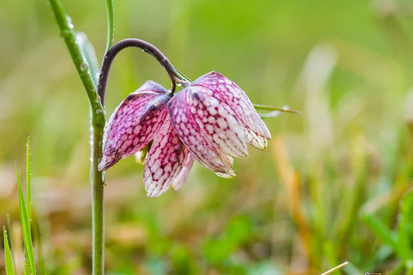 Fritilário Cabeça Cobra Fritillaria Meleagris Com Orvalho Manhã — Fotografia de Stock