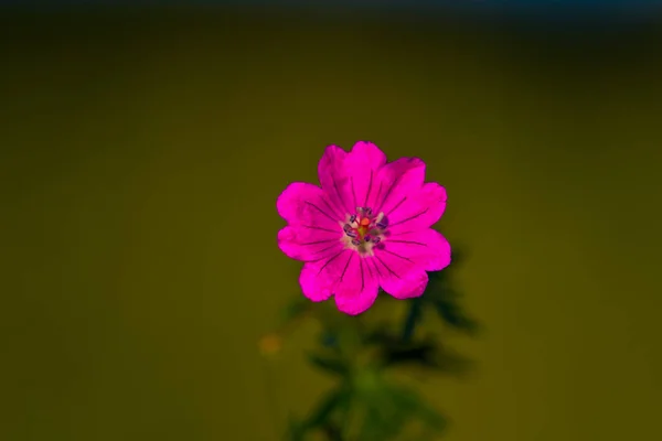 Pink Wild Flower Garden — Stock Photo, Image