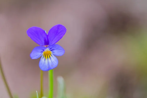 Дикий Голубой Цветок Viola Tricolor Крупный План Цветка Трехцветного Растения — стоковое фото