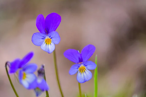 Pansy Salvaje Viola Tricolor Flor Primer Plano Una Flor Una — Foto de Stock