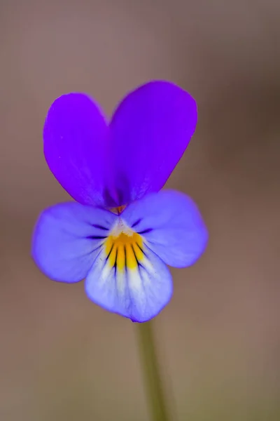 Pansy Selvagem Viola Tricolor Flor Close Uma Flor Uma Planta — Fotografia de Stock