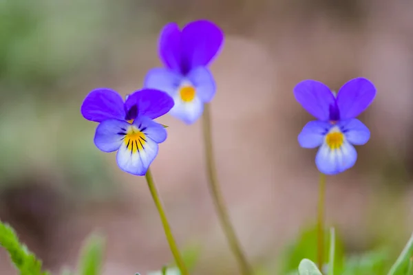 Дикий Голубой Цветок Viola Tricolor Крупный План Цветка Трехцветного Растения — стоковое фото