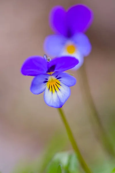 Pansy Sălbatică Viola Tricolor Floare Închiderea Unei Flori Dintr Plantă — Fotografie, imagine de stoc