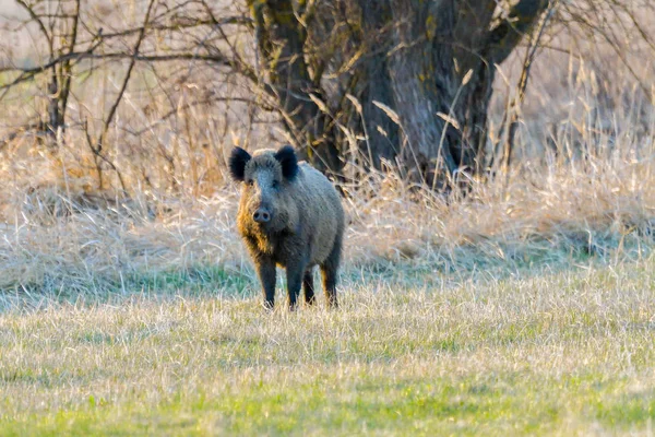 Dişi Yaban domuzu (sus scrofa) ilkbaharda, çayır kenarında iğne yapraklı ormanda
