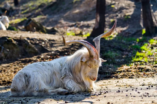 Old unkempt goat with big horns