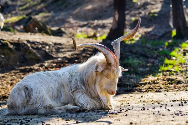 Old unkempt goat with big horns