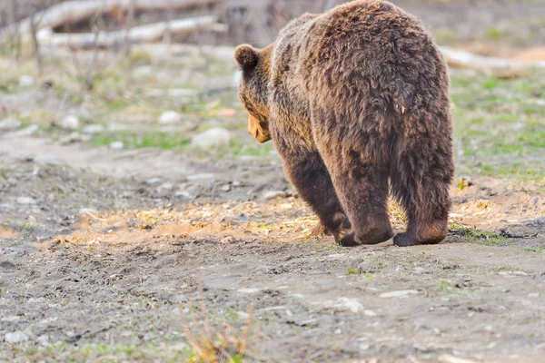 Wild Brown Bear Ursus Arctos Dalam Bahasa Inggris Habitat Alami — Stok Foto