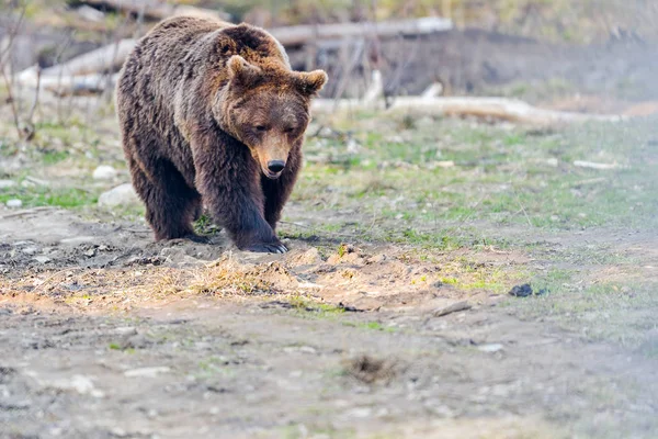 Wild Brown Bear Ursus Arctos Dalam Bahasa Inggris Habitat Alami — Stok Foto