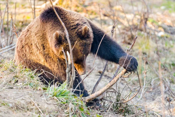 Wild Brown Bear Ursus Arctos Dalam Bahasa Inggris Habitat Alami — Stok Foto