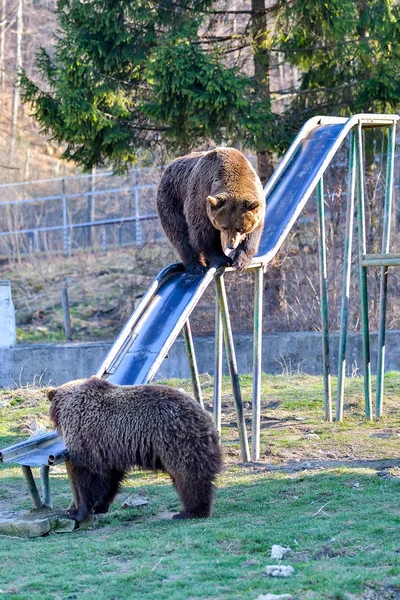 Beruang Brown Yang Cantik Kebun Binatang — Stok Foto