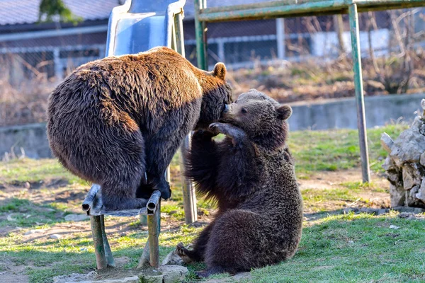 Frumos Urs Brun Grădina Zoologică — Fotografie, imagine de stoc