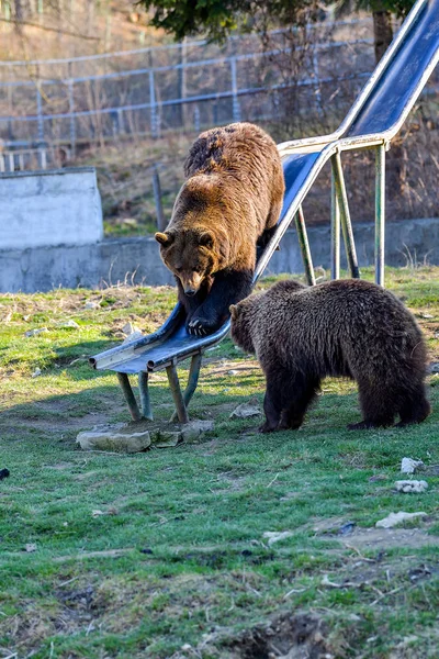 Beruang Brown Yang Cantik Kebun Binatang — Stok Foto