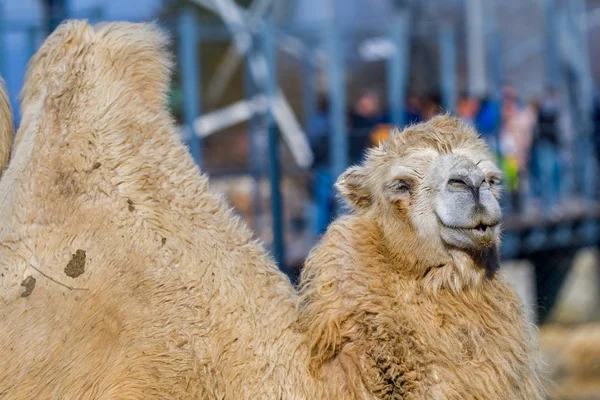 Close Photo Camel Head Zoo — Stock Photo, Image