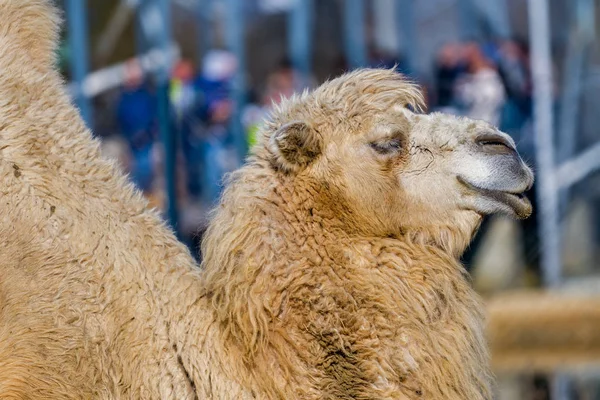 Close Photo Camel Head Zoo — Stock Photo, Image