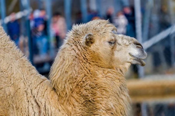 Close Photo Camel Head Zoo — Stock Photo, Image