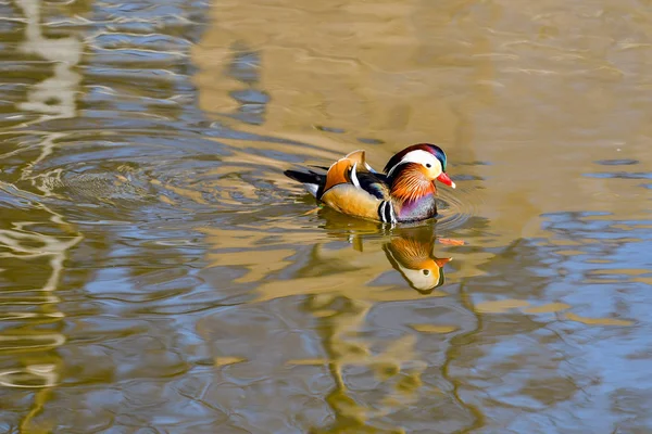 Primer Plano Del Pato Mandarín Macho Nadando Río — Foto de Stock