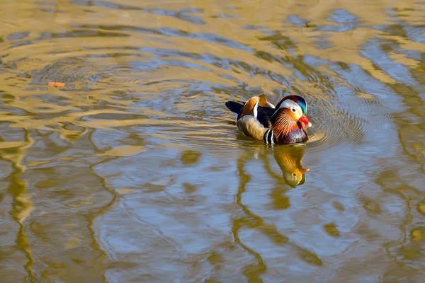 Primer Plano Del Pato Mandarín Macho Nadando Río — Foto de Stock