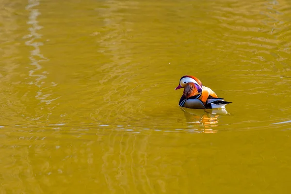 Primer Plano Del Pato Mandarín Macho Nadando Río — Foto de Stock