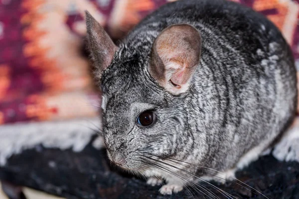 Kleine Grijze Chinchilla Huis — Stockfoto