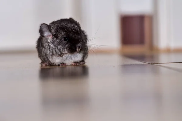 Chinchilla Baby Kids Portrait — Stock Photo, Image