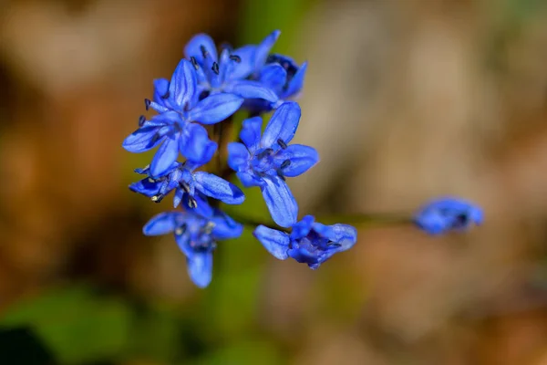 Цветущий Цветок Первоцвет Голубой Подснежник Весенний День — стоковое фото