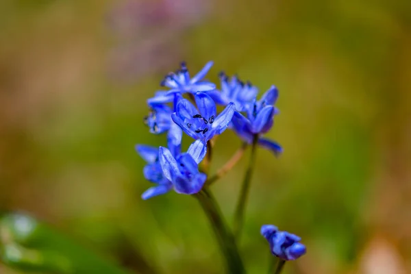 Flor Flor Primrose Azul Nevada Primavera Día — Foto de Stock