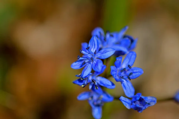 Flor Flor Primrose Azul Nevada Primavera Día — Foto de Stock