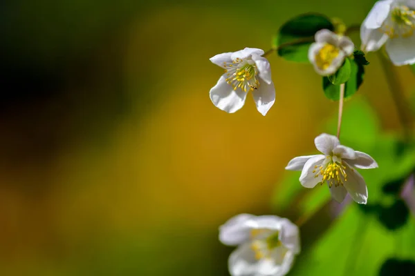 Anemone Nemorosa Spring Flower — Stock Photo, Image
