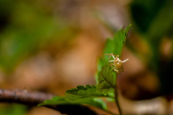 葉の上の小さな緑色のクモ — ストック写真