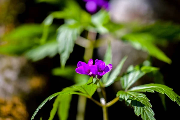 Floresta Flores Rosa Fundo — Fotografia de Stock