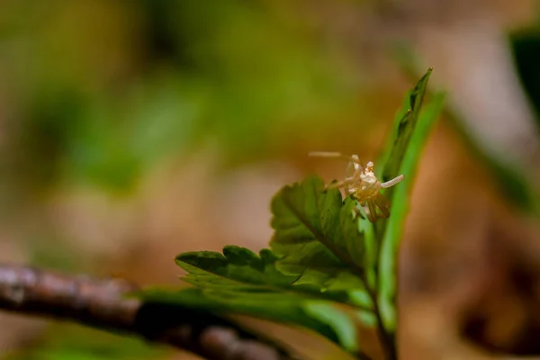 葉の上の小さな緑色のクモ — ストック写真